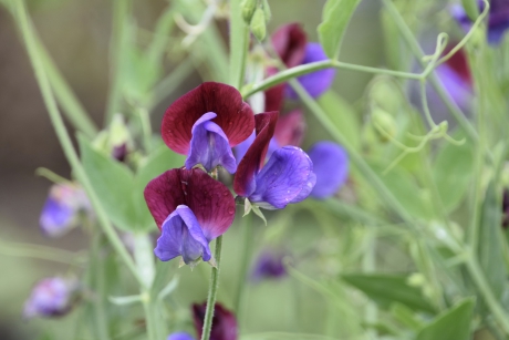 Lathyrus