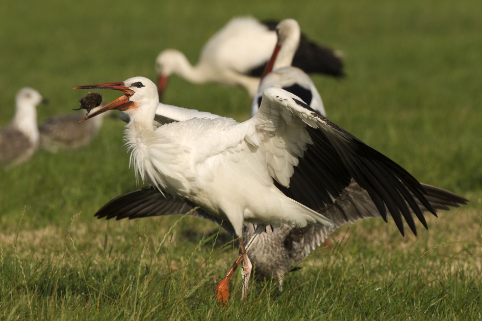 Lekker hapje voor tante Ciconia ... - Vogels - Ooievaar