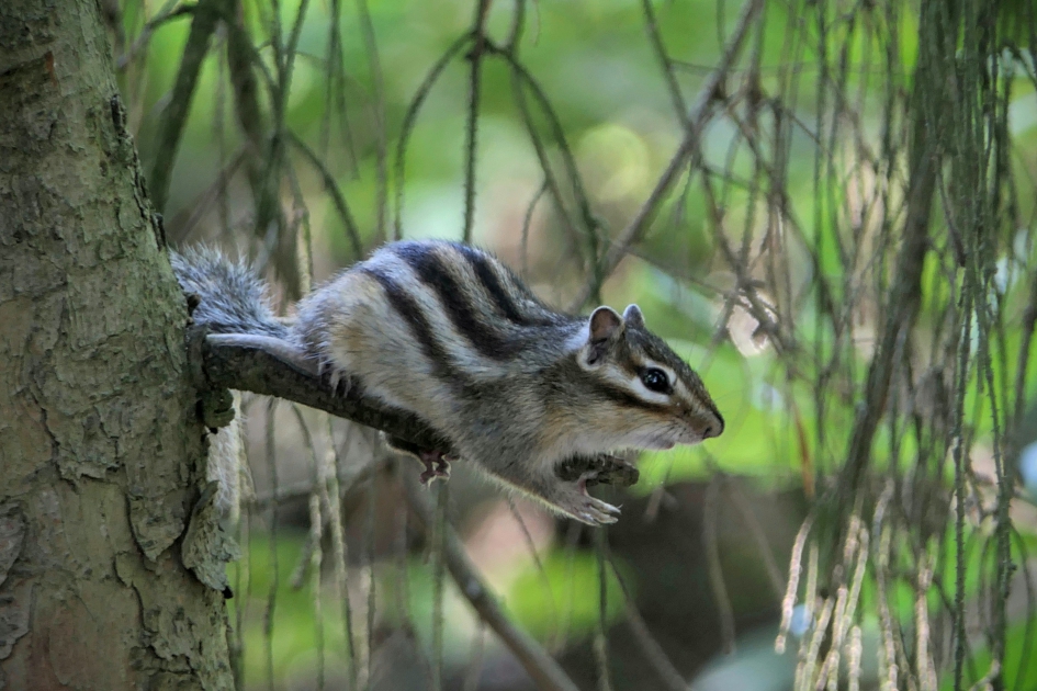 Lenig. - Zoogdieren - Siberische grondeekhoorn