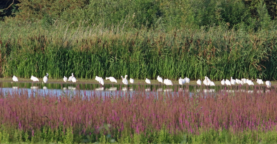 Lepelaars - Vogels - 