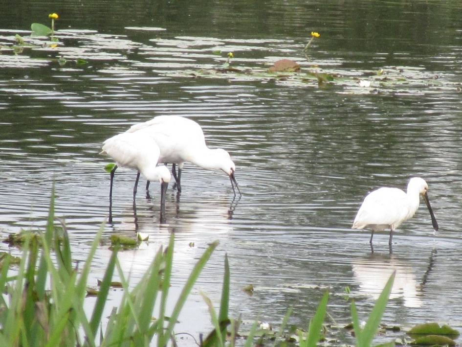 Lepelaars in de kop van Overijssel. - Vogels - lepelaar