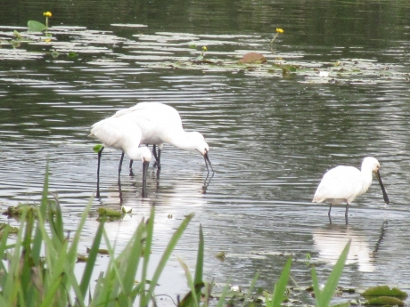 Lepelaars in de kop van Overijssel.