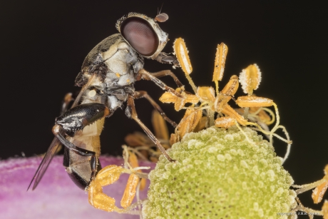 Menuetzweefvlieg (Syritta pipiens)