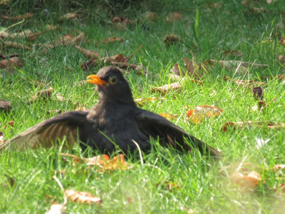 Merel in het zonnetje! - Vogels - Merel.