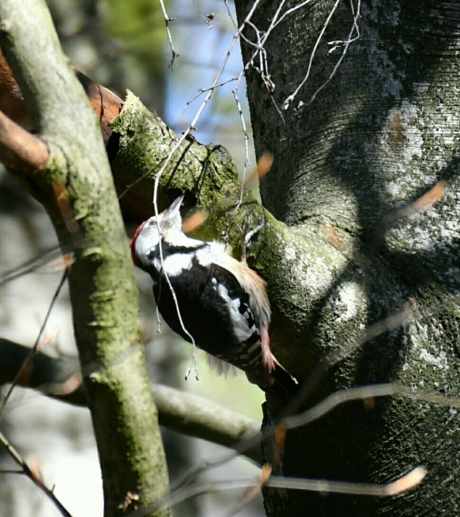 middelste bonte specht