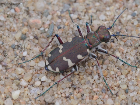 Misschien wel de mooiste Nederlandse kever?