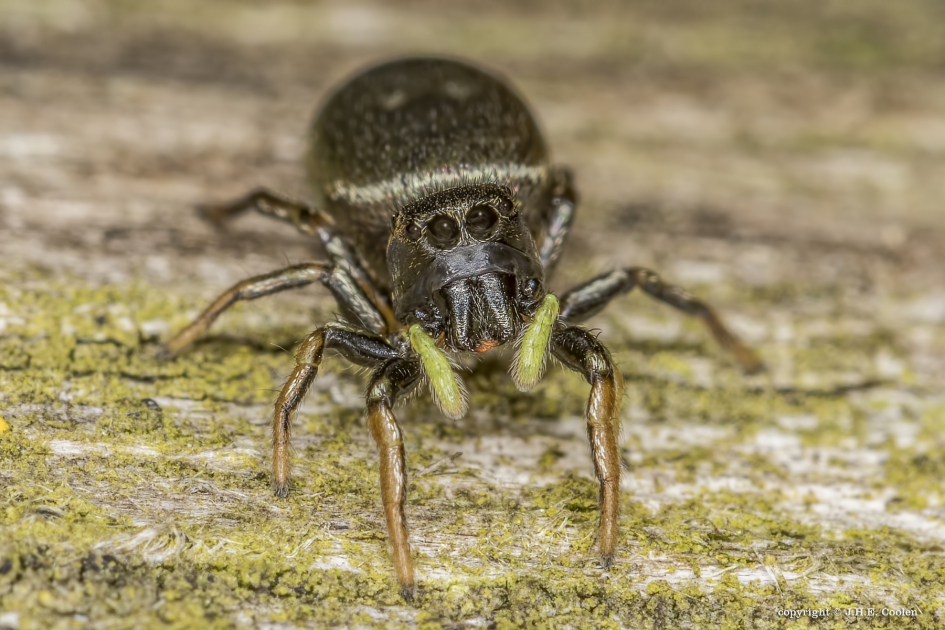 Moerasblinker  (Heliophanus auratus) - Geleedpotigen - Moerasblinker