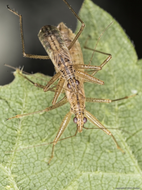 Moerassikkelwants (Nabis limbatus)