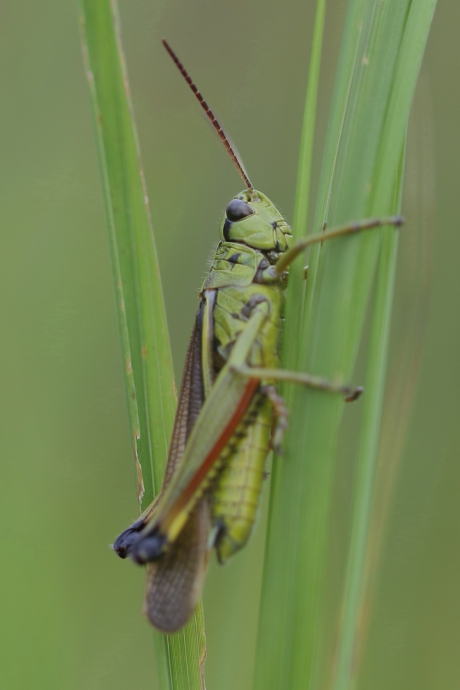 moerassprinkhaan