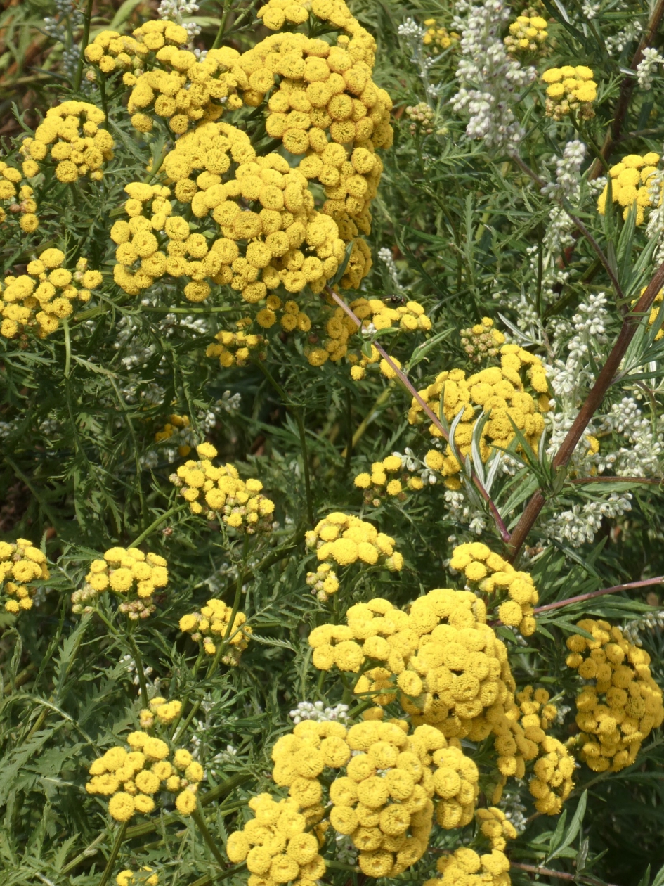 Mooie gele berm - Planten - 