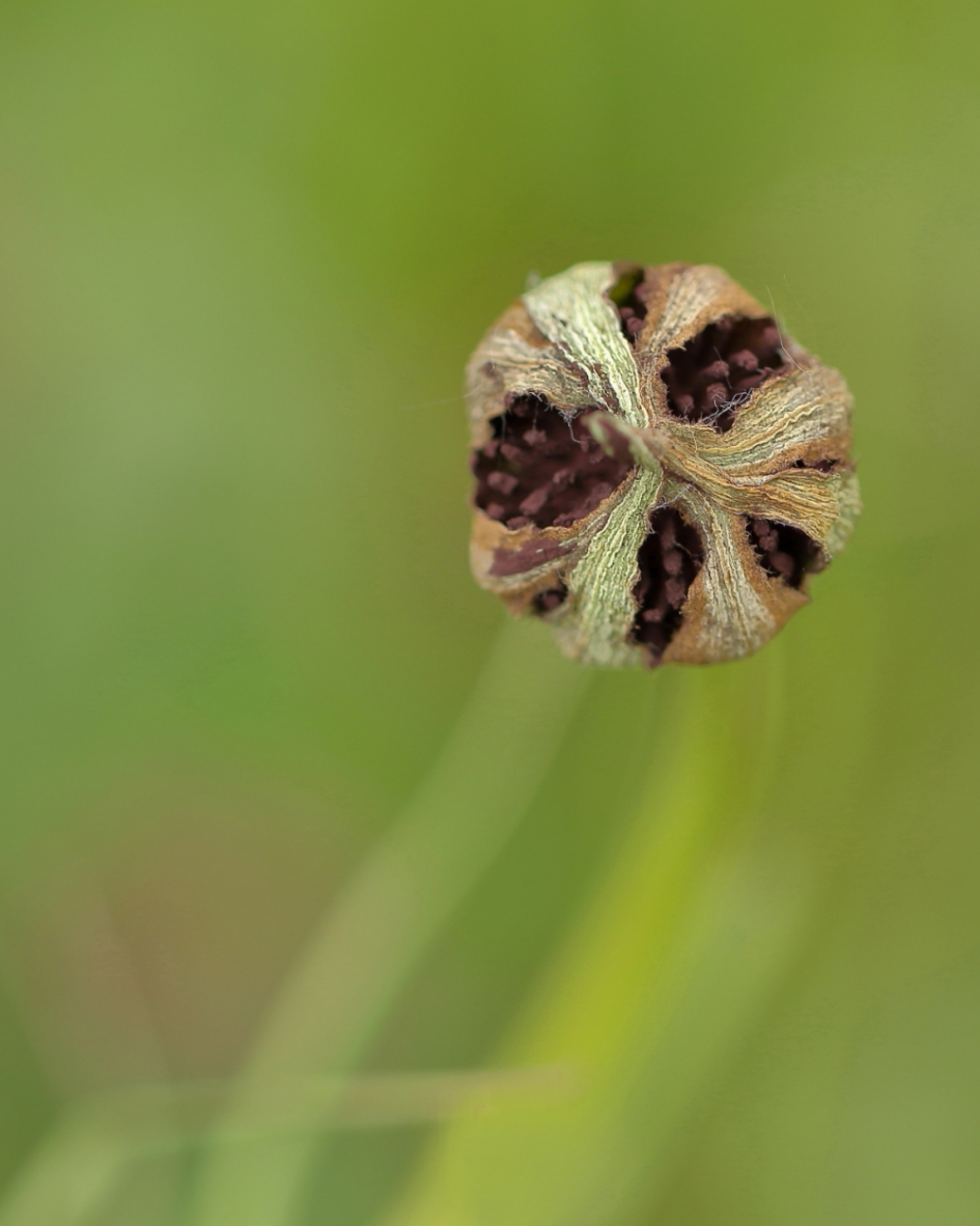 morgenster - Planten - morgenster