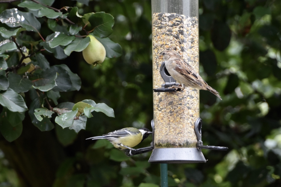 Musje en koolmees - Vogels - 