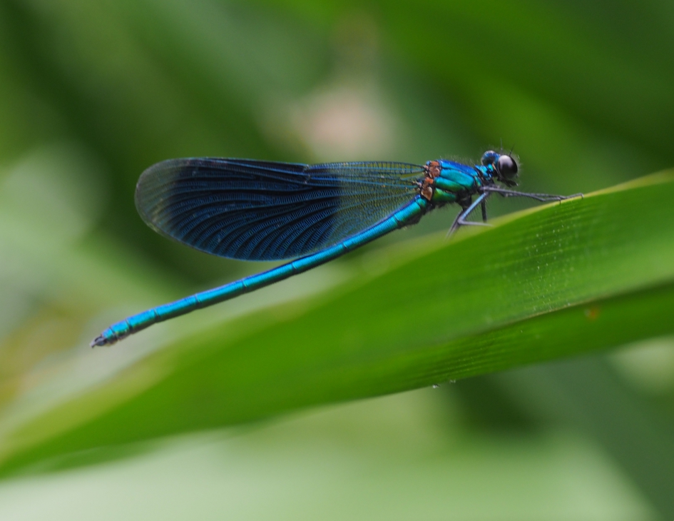 Één en al jacht - Geleedpotigen - Weidebeekjuffer mannetje