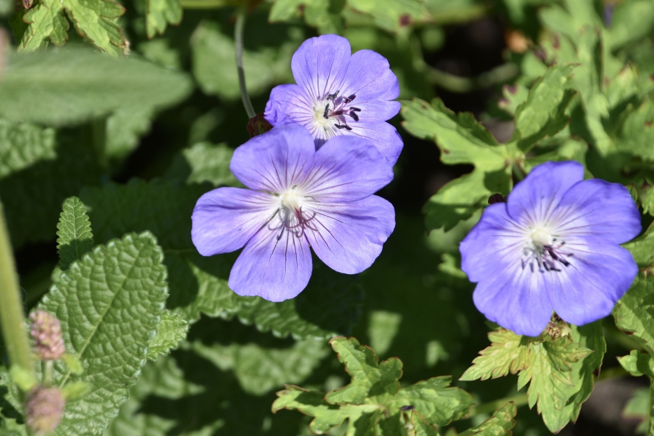 Mooie blauwe bloemen - Planten - 