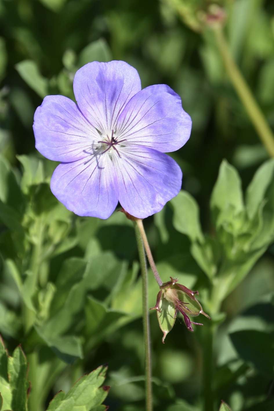 Lief blauw bloemetje - Planten - 