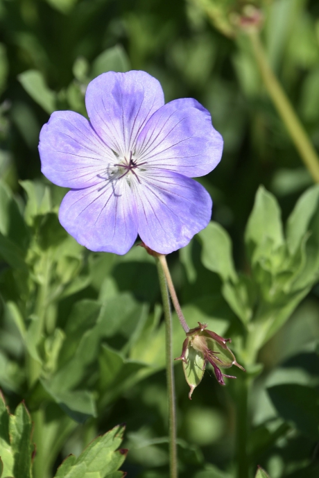 Lief blauw bloemetje