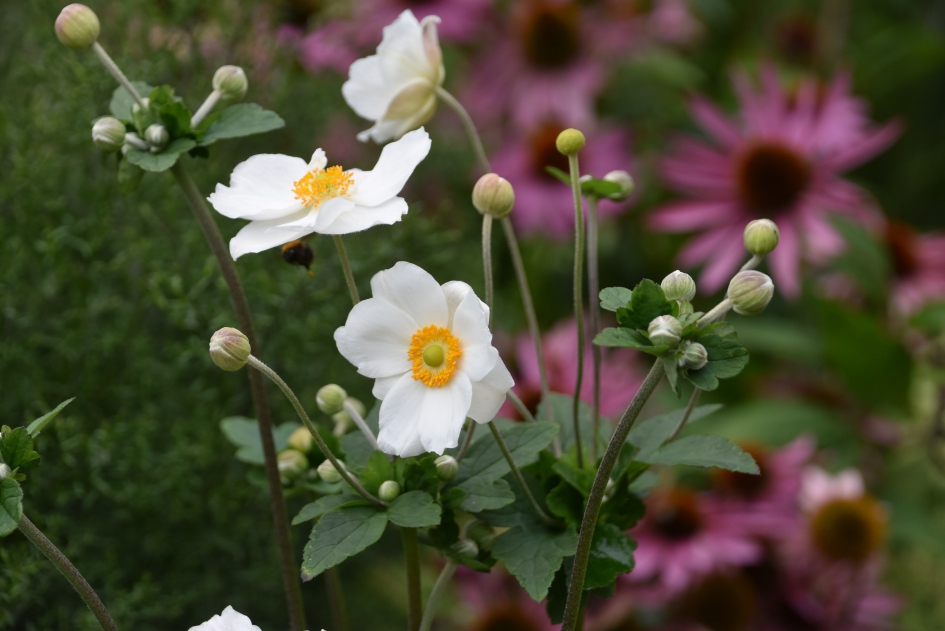 Herfstanemoon - Planten - 