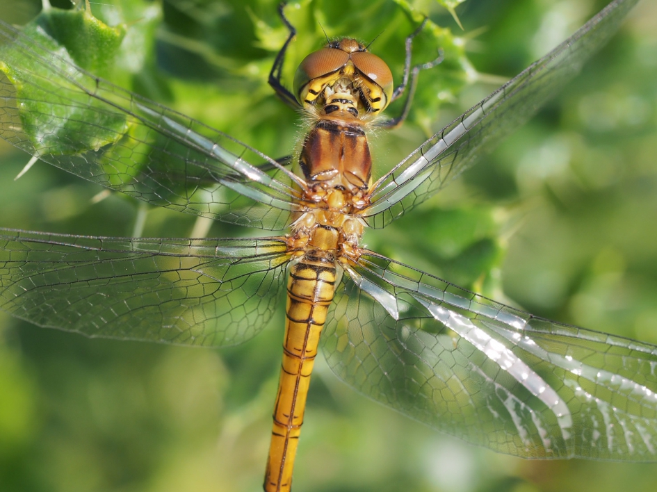 Nekje - Geleedpotigen - Bruinrode heidelibel