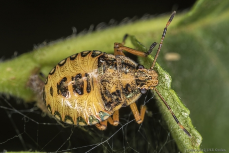 Nimf snuitkeverschildwants (Arma custos)