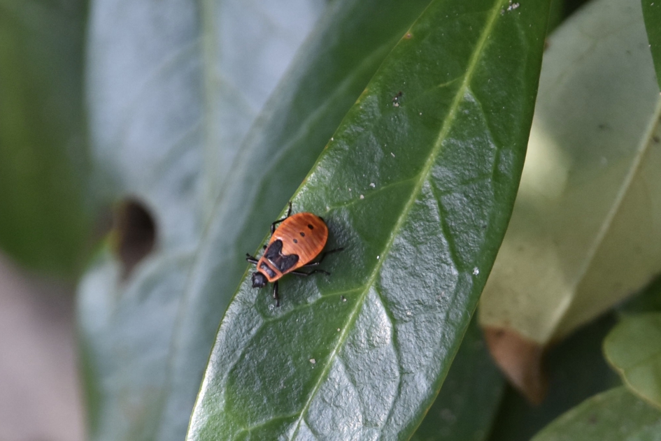 Nimf van vuurwants - Geleedpotigen - 