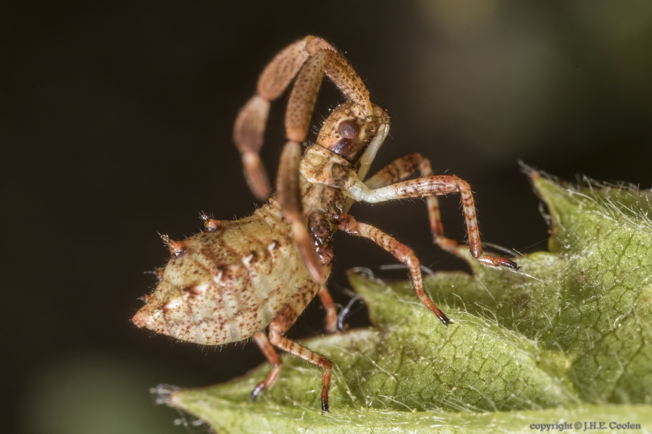 Nimf zuringwants - Geleedpotigen - Nimf zuringwants