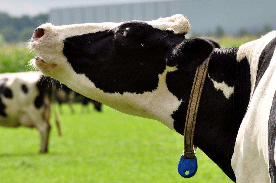 Boe... - Zoogdieren - 