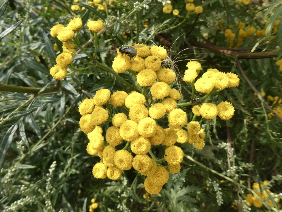 Nog mooie gele bermen - Planten - 