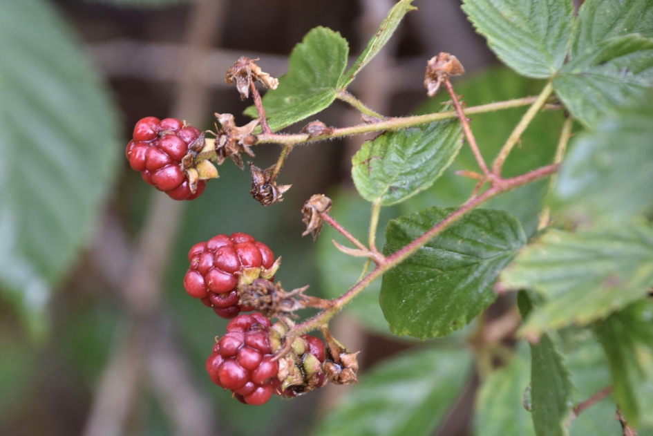 Nog niet rijp - Planten - 