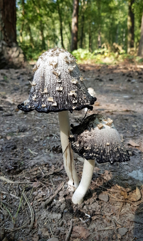 Onder moeders paraplu...