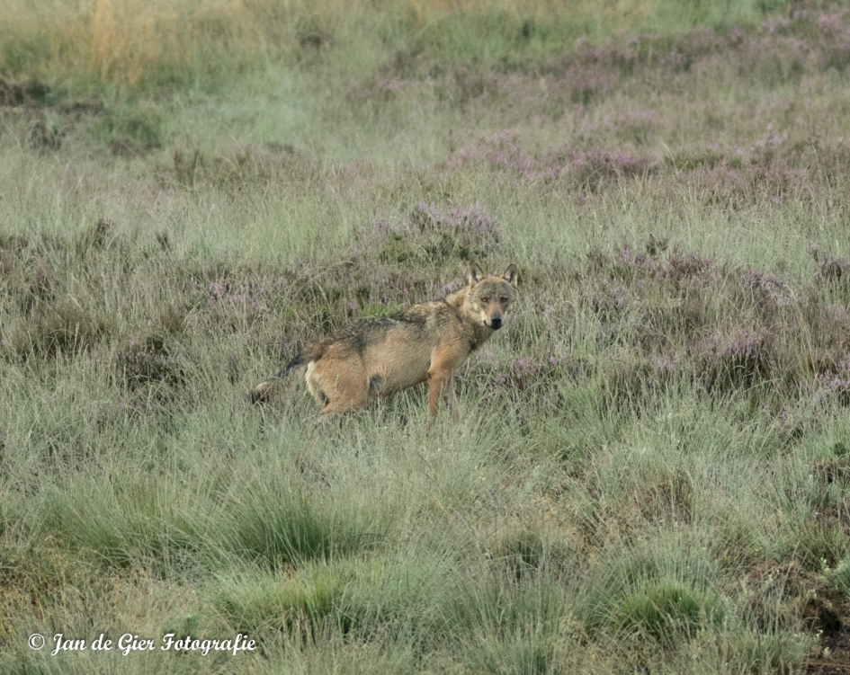 Oog in oog met de wolf - Zoogdieren - Wolf
