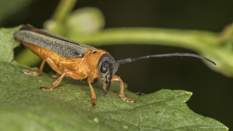 Oogvlekboktor (Oberea oculata)