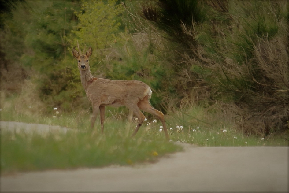 ook op pad - Zoogdieren - ree -m-