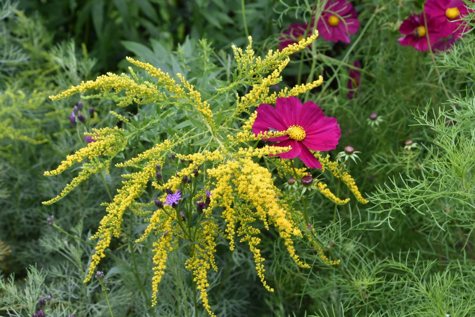 Oostbroek tuin - Planten - 