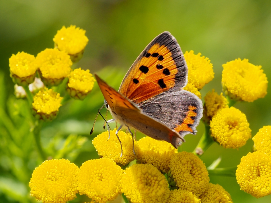 Overal bloeiend boeren wormkruid - Geleedpotigen - Kleine vuurvlinder