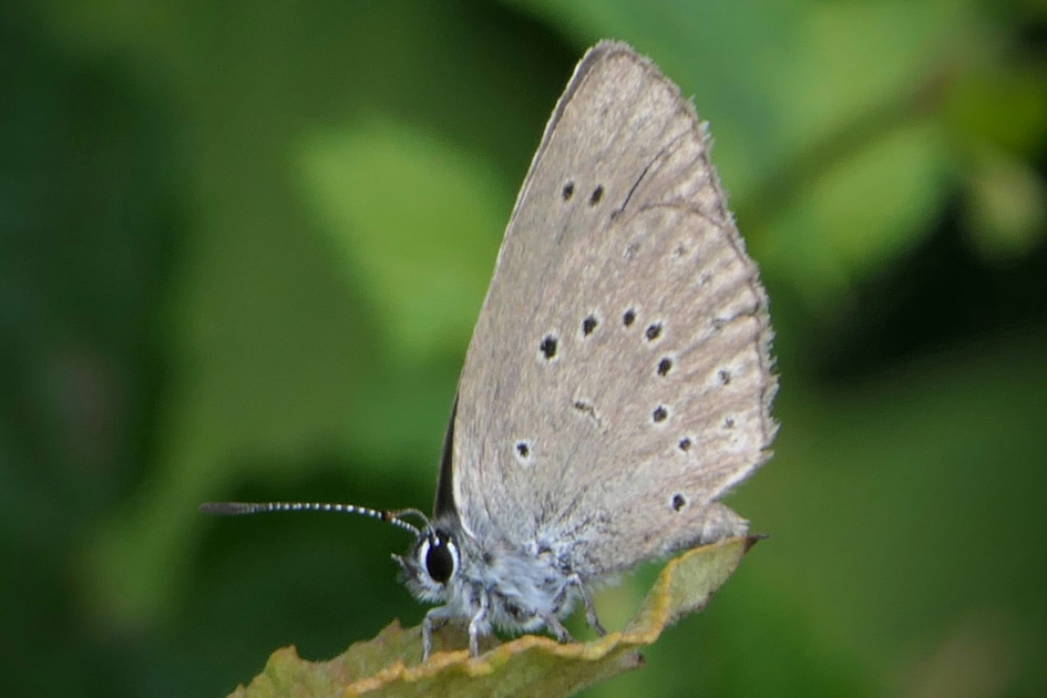 Pimpernelblauwtje. - Geleedpotigen - Pimpernelblauwtje