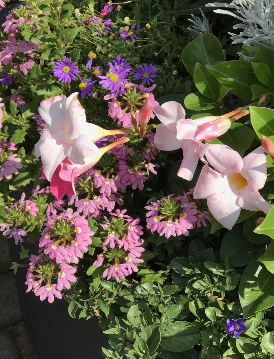 Plantenbak - Planten - 