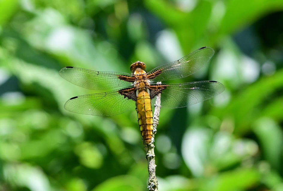Platbuik vrouw - Geleedpotigen - Platbuik