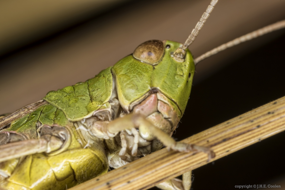 Portret van een..... - Geleedpotigen - Krasser