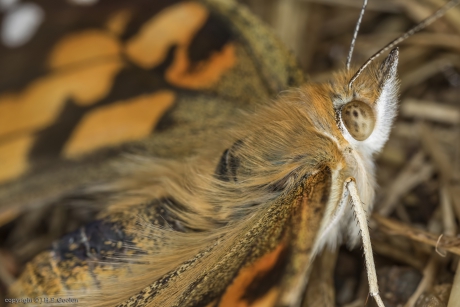 Portret van een.....