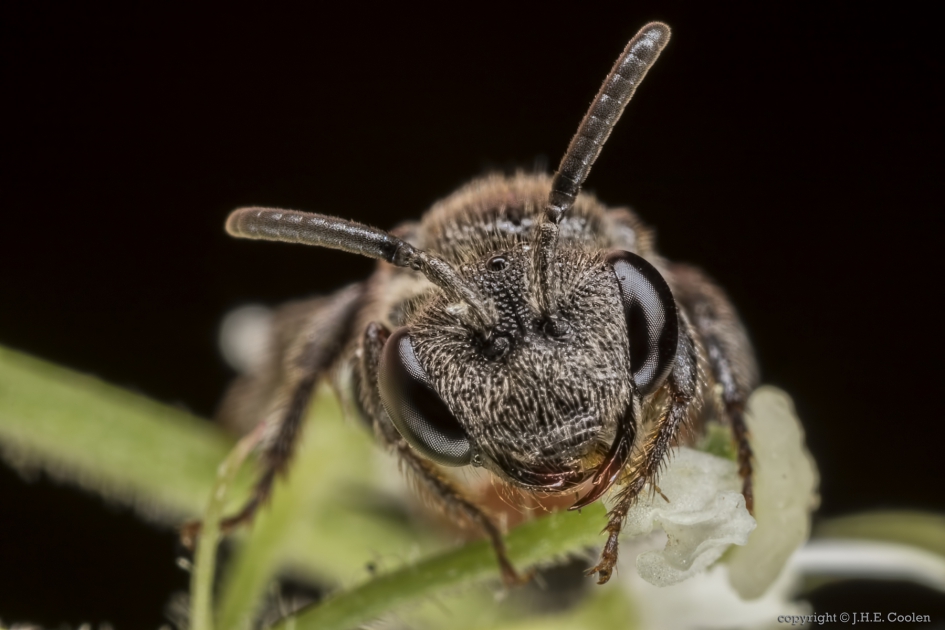 Portret van een..... - Geleedpotigen - Bloedbij