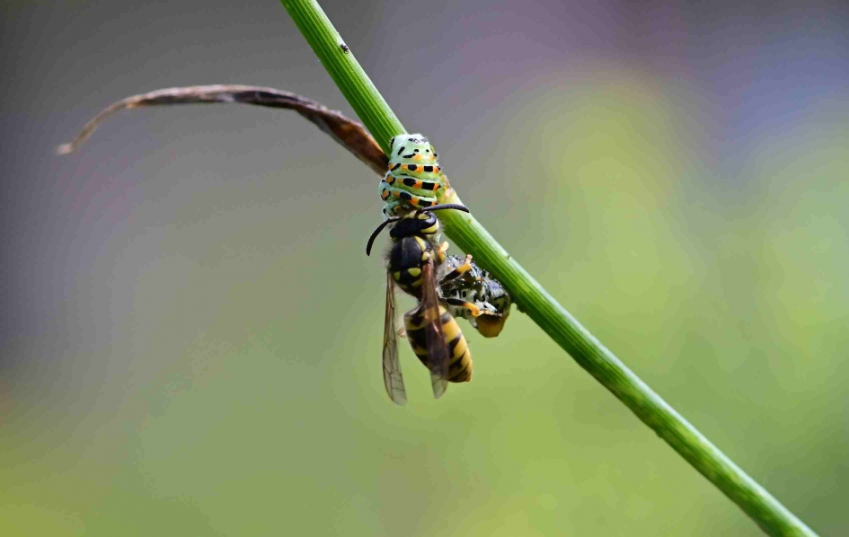 Predatie van rups Koninginnepage door wesp - Geleedpotigen - koninginnenpage