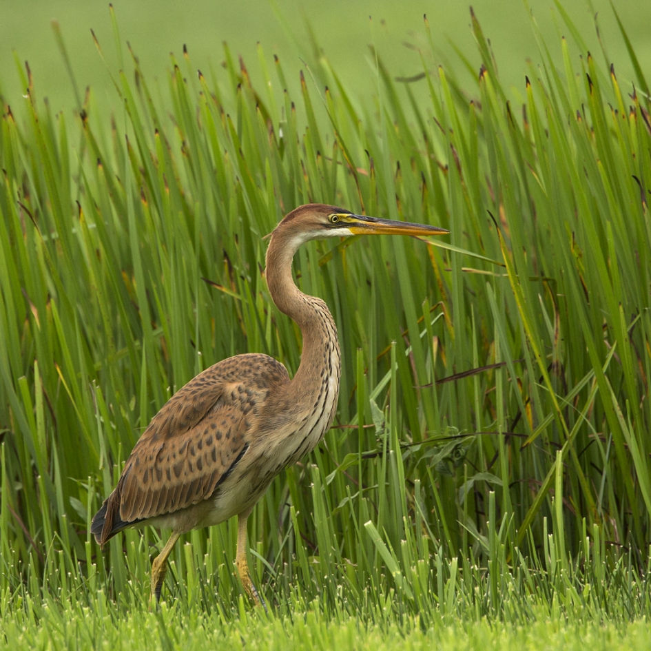 Purpertje - Vogels - Purperreiger