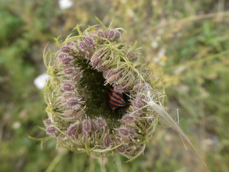 Pyamawants verstopt in de peen - Geleedpotigen - 