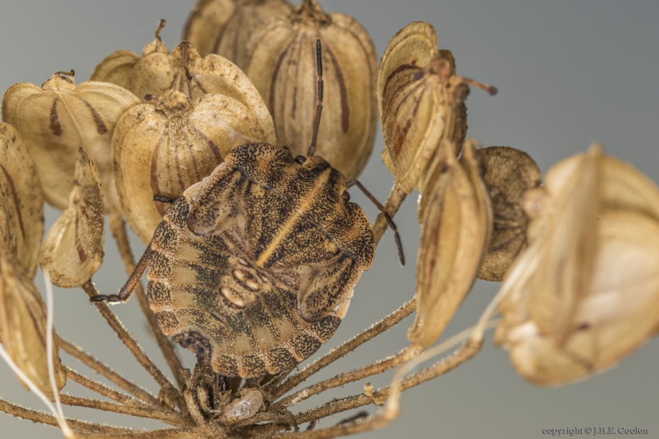 Pyjamaschildwants (Graphosoma lineatum) nimf - Geleedpotigen - Pyjamaschildwants