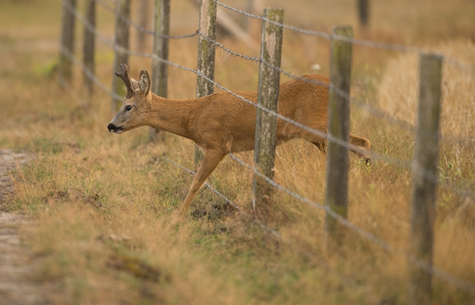 Reebok - Zoogdieren - Reebok