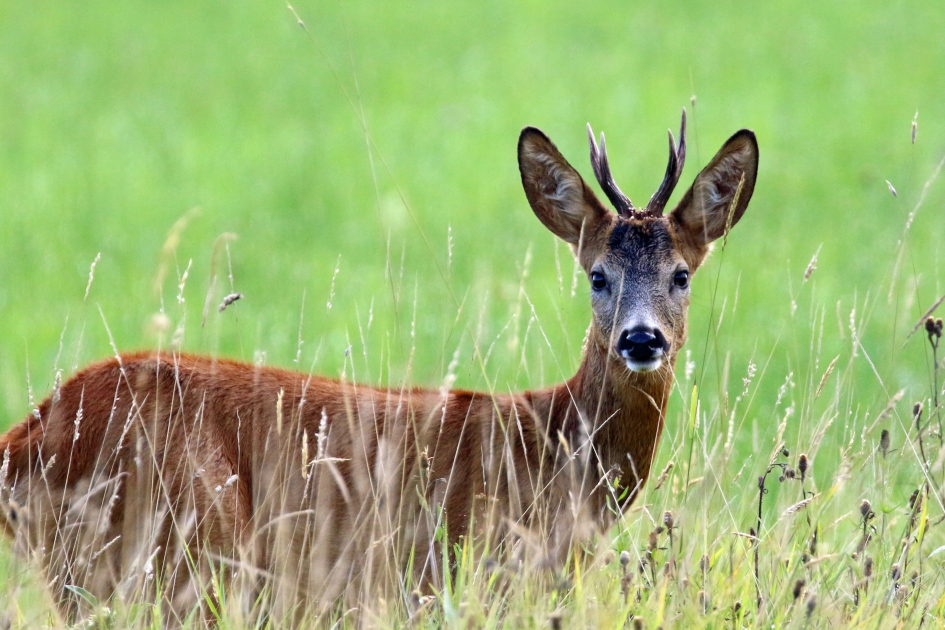 Reebokje - Zoogdieren - 