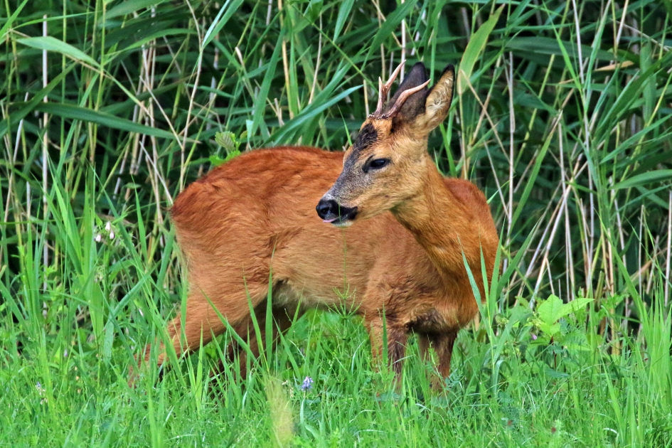 Reebokje - Zoogdieren - 