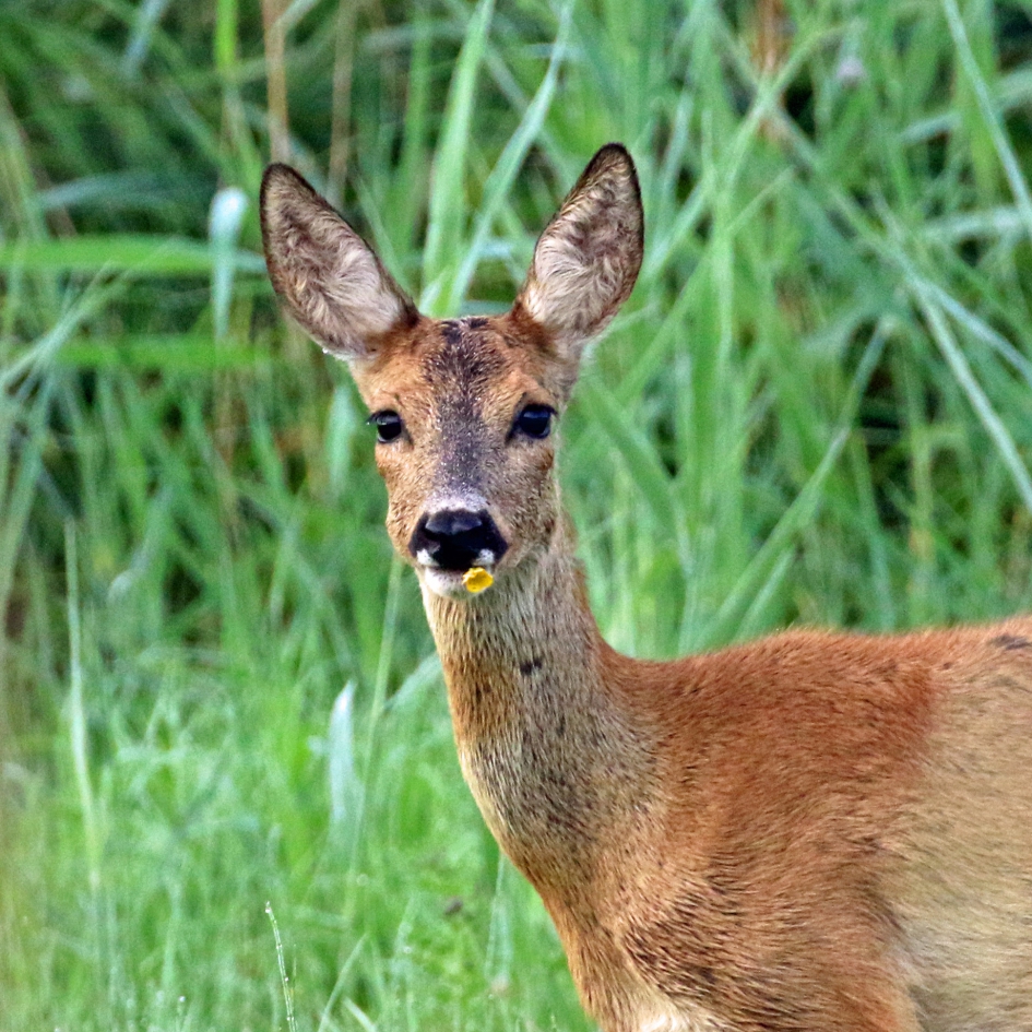 Reegeit met boterbloem - Zoogdieren - 
