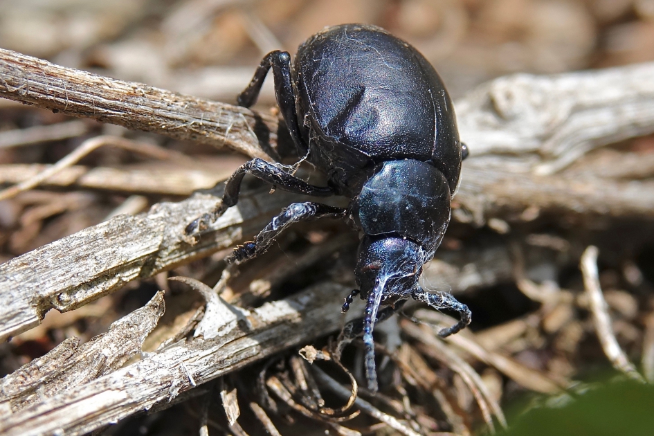 Reuzenbladhaan - Geleedpotigen - Reuzenbladhaan