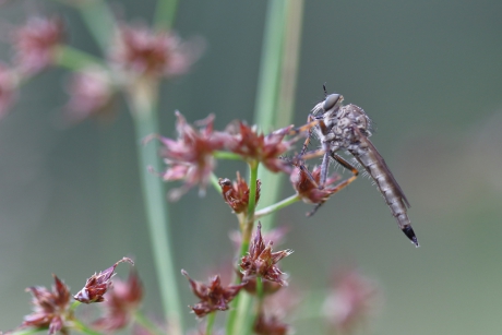 ringpootroofvlieg -v-